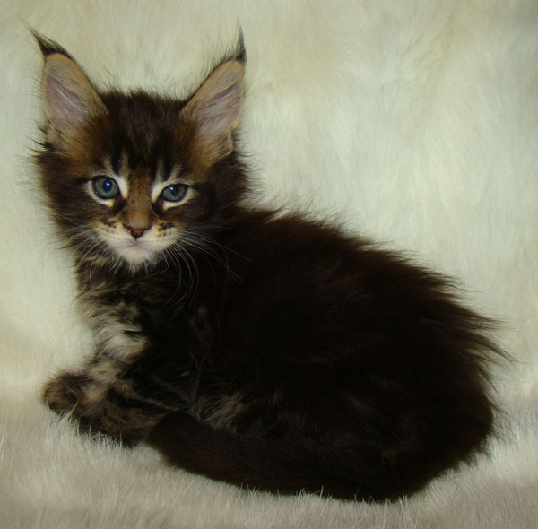     Catsvill County!   !    !       !!!    Catsvill County +7-926-544-74-09     .   ,   ,   ,    ,   ,  ,     ,   -,    ,   !
